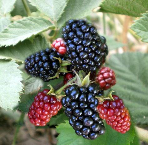 Blackberry varieties without thorns