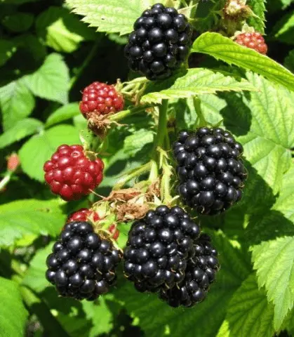 Blackberry varieties without thorns