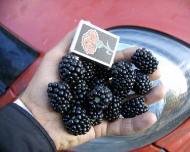 Blackberry varieties without thorns