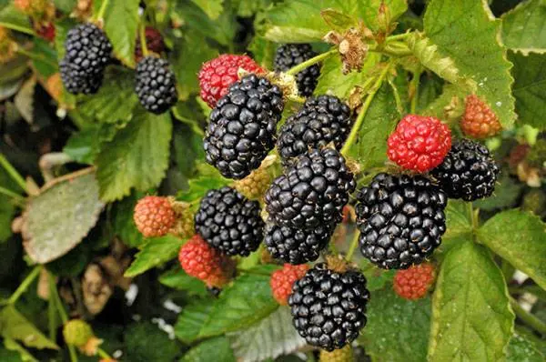 Blackberry varieties without thorns