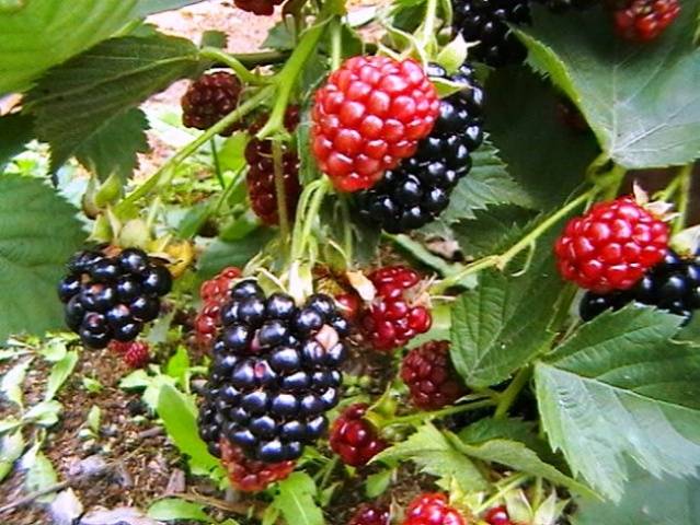 Blackberry varieties without thorns