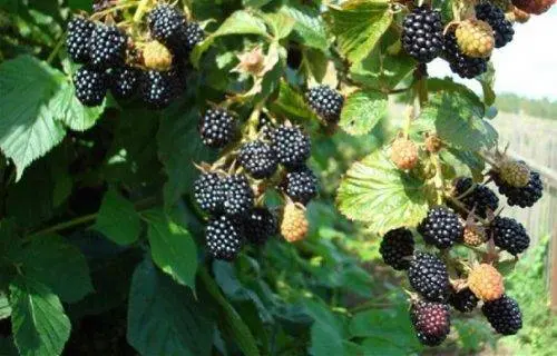 Blackberry varieties without thorns