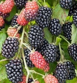 Blackberry varieties without thorns