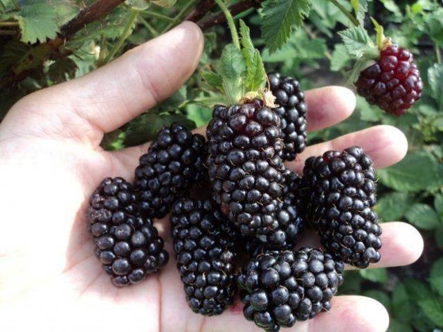 Blackberry varieties without thorns