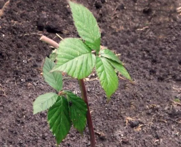 Blackberry varieties without thorns