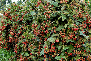 Blackberry varieties without thorns