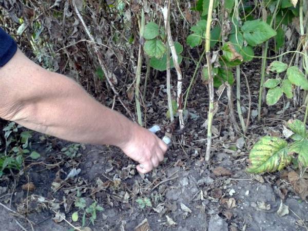 Blackberry varieties without thorns