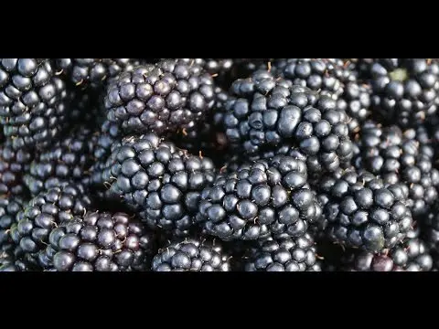 Blackberry varieties without thorns