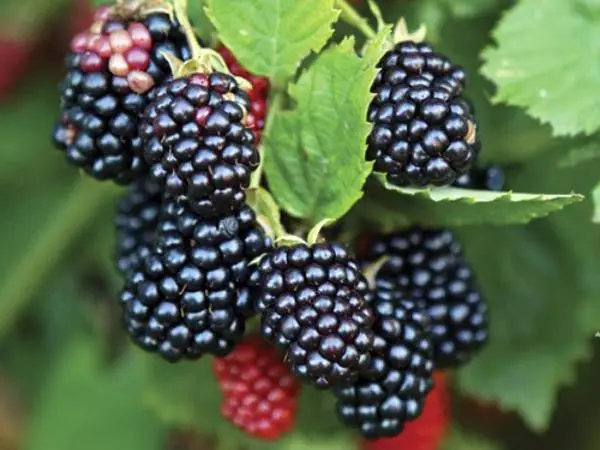 Blackberry varieties without thorns