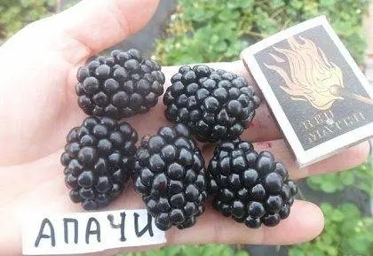 Blackberry varieties without thorns