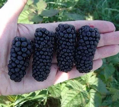 Blackberry varieties without thorns