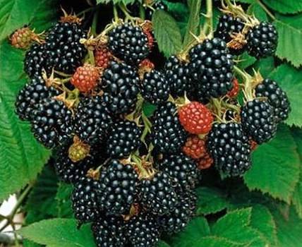 Blackberry varieties without thorns