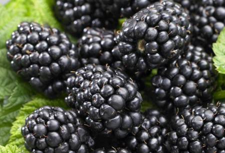 Blackberry varieties without thorns