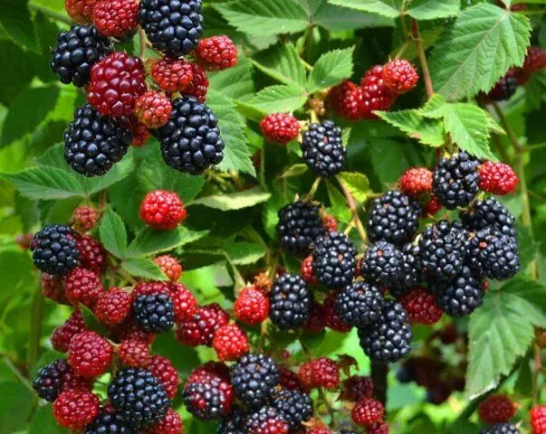 Blackberry variety Asterina (Asterina): description, characteristics, photo