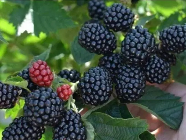 Blackberry variety Asterina (Asterina): description, characteristics, photo