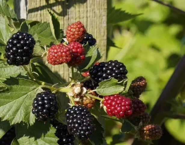 Blackberry variety Asterina (Asterina): description, characteristics, photo