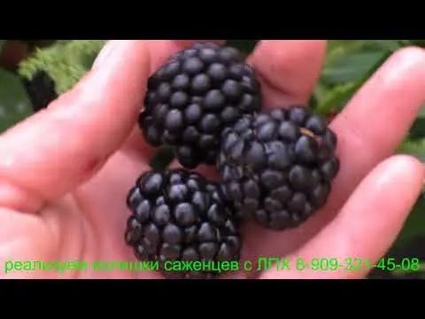 Blackberry variety Asterina (Asterina): description, characteristics, photo