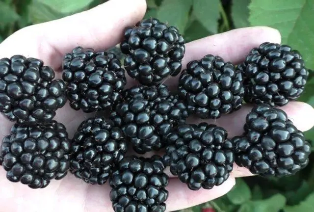 Blackberry variety Auchita (Ouachita, Washito, Ouachita): description, photo, reviews