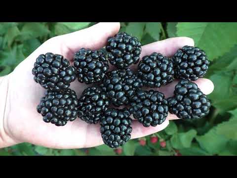 Blackberry variety Auchita (Ouachita, Washito, Ouachita): description, photo, reviews