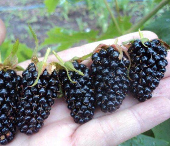 Blackberry variety Black Diamond (Black Diamond): description, characteristics, photo