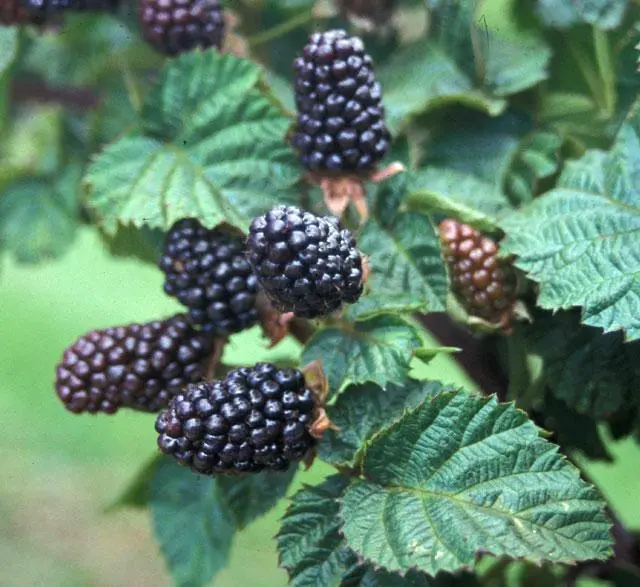 Blackberry variety Black Diamond (Black Diamond): description, characteristics, photo
