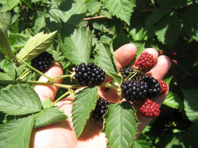 Blackberry variety Black Diamond (Black Diamond): description, characteristics, photo