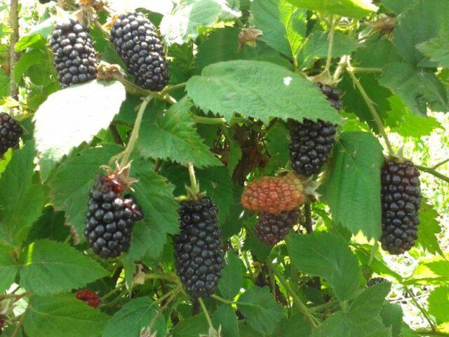 Blackberry variety Black Diamond (Black Diamond): description, characteristics, photo