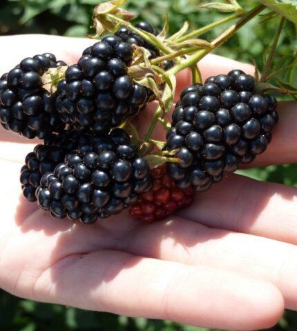 Blackberry variety Black Diamond (Black Diamond): description, characteristics, photo