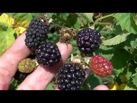 Blackberry variety Black Diamond (Black Diamond): description, characteristics, photo