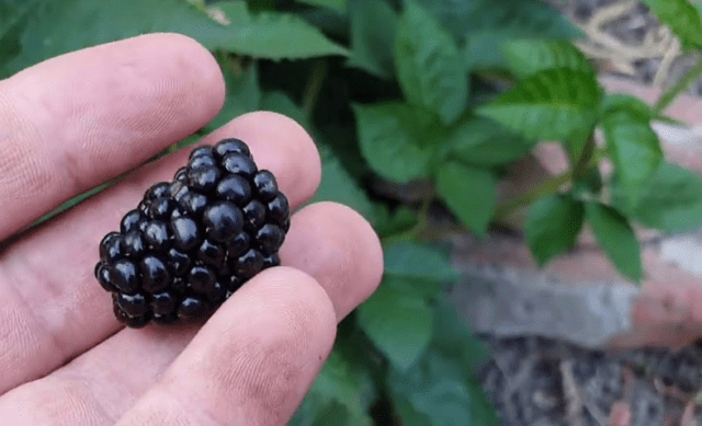 Blackberry variety Black Gem (Black Gem): description, characteristics, photo