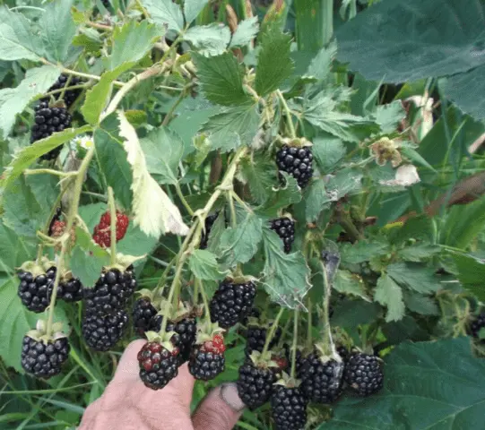 Blackberry variety Black Gem (Black Gem): description, characteristics, photo