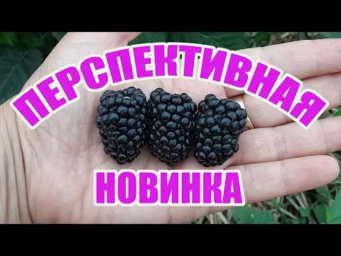 Blackberry variety Black Gem (Black Gem): description, characteristics, photo