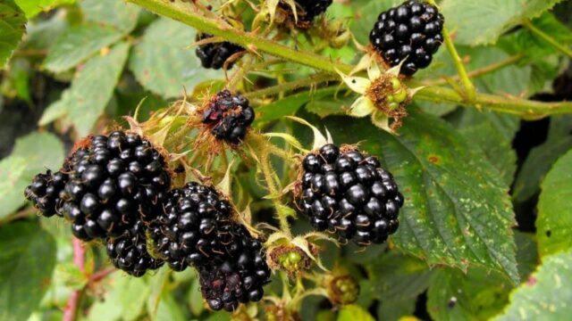 Blackberry variety Darrow (Darrow): description, characteristics, photos, reviews