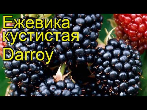 Blackberry variety Darrow (Darrow): description, characteristics, photos, reviews