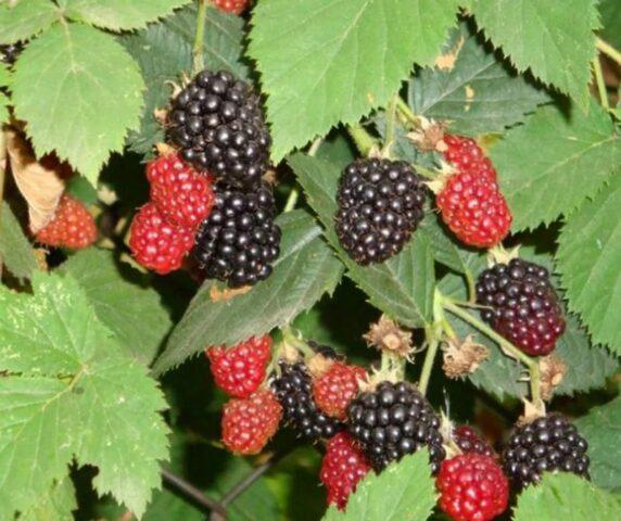 Blackberry variety Darrow (Darrow): description, characteristics, photos, reviews