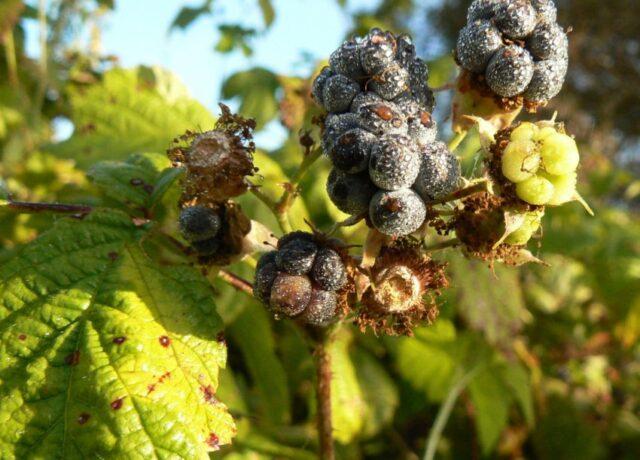 Blackberry variety Darrow (Darrow): description, characteristics, photos, reviews