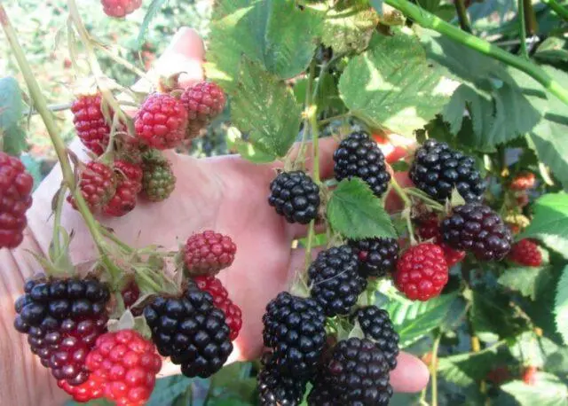 Blackberry variety Doyle (Doyles): description, characteristics, photos, reviews