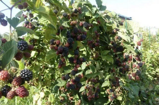 Blackberry variety Doyle (Doyles): description, characteristics, photos, reviews