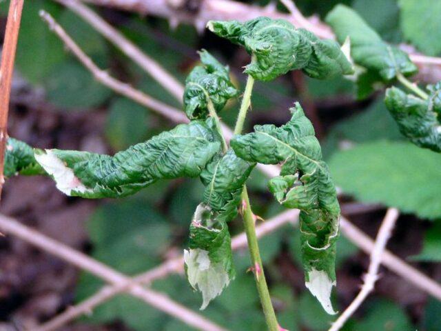 Blackberry variety Doyle (Doyles): description, characteristics, photos, reviews