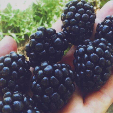 Blackberry variety Ebony (Ebony): description, characteristics, photo