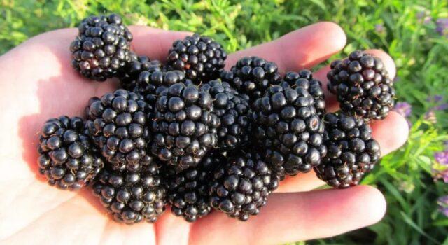 Blackberry variety Ebony (Ebony): description, characteristics, photo