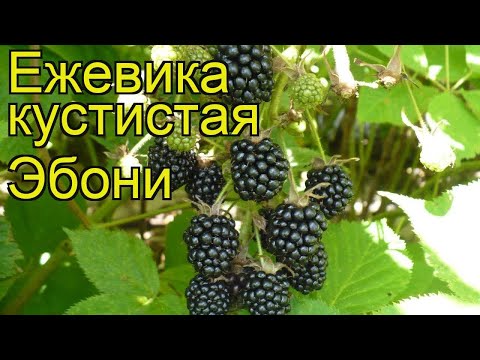 Blackberry variety Ebony (Ebony): description, characteristics, photo