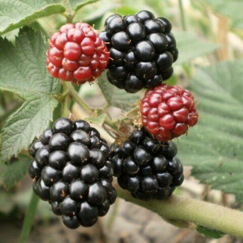 Blackberry variety Guy: description, characteristics, photos, reviews