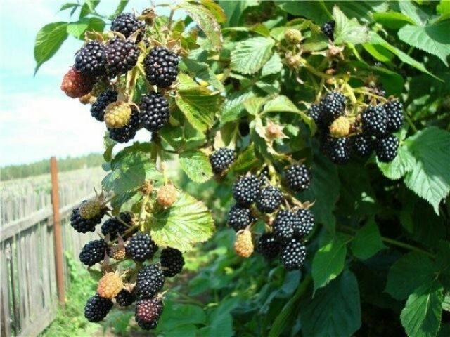 Blackberry variety Guy: description, characteristics, photos, reviews