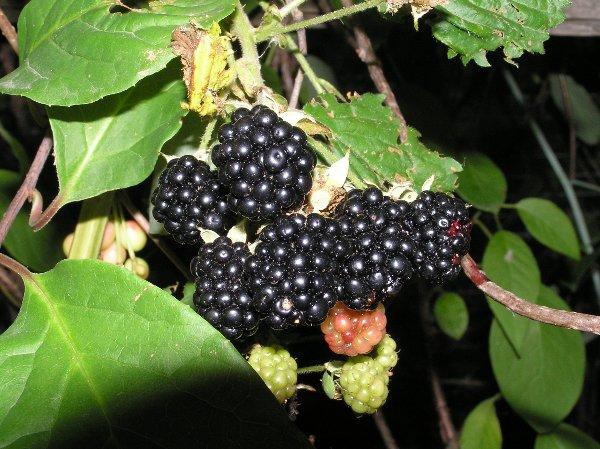 Blackberry variety Guy: description, characteristics, photos, reviews