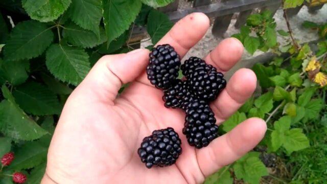 Blackberry variety Guy: description, characteristics, photos, reviews