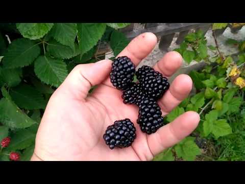 Blackberry variety Guy: description, characteristics, photos, reviews