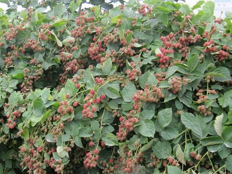 Blackberry variety Loch Tay (Lokhtey): description and characteristics, photo