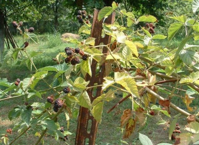 Blackberry variety Loch Tay (Lokhtey): description and characteristics, photo