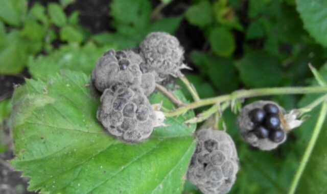 Blackberry variety Loch Tay (Lokhtey): description and characteristics, photo